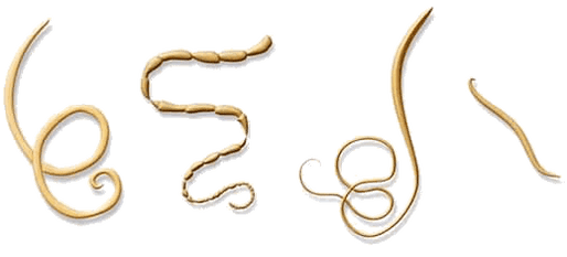 NEOflorax hilft gegen alle bekannten Helminthen